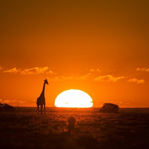 Giraffe Sunset Bernd Wasiolka wildphotolife