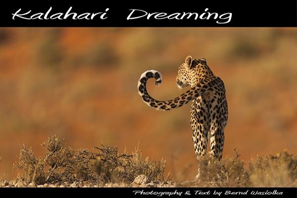 Book Kalahari Dreaming Wildlife Photography