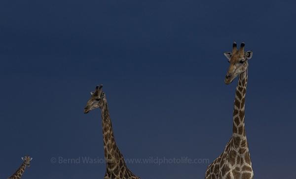 giraffe_trio