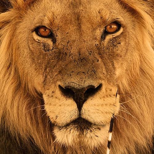 Lion Portrait Bernd Wasiolka wildphotolife