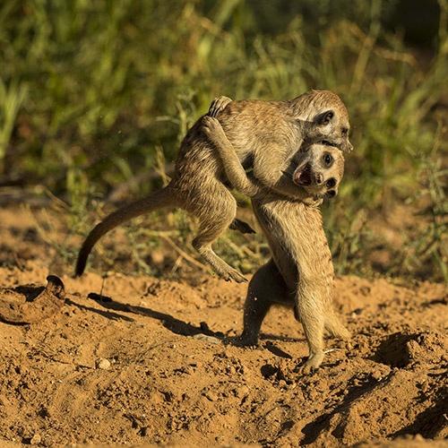 Suricates Play Bernd Wasiolka wildphotolife