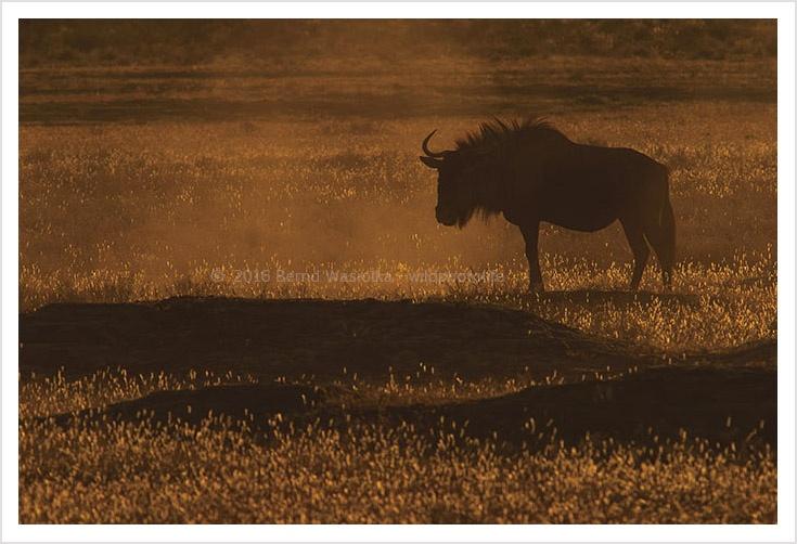 Magic of Light Bernd Waisolka wildphotlife