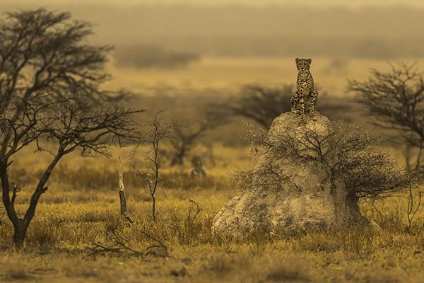 Cheetah Youngster Bernd Wasiolka