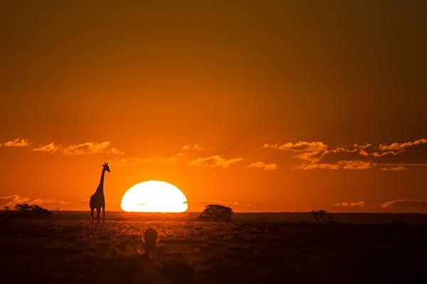 Giraffe Sunset Bernd Wasiolka