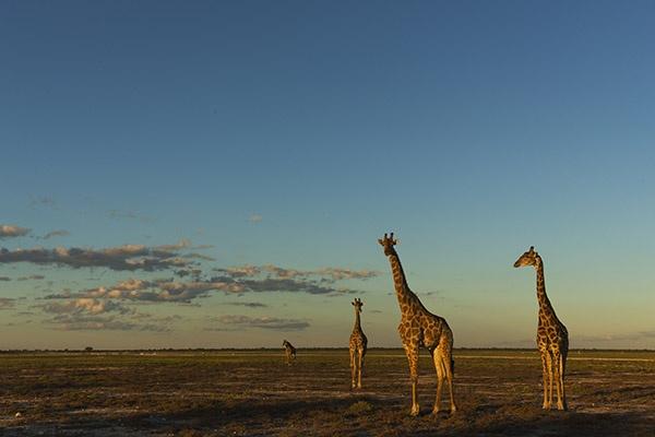 Giraffe Trio Bernd Wasiolka