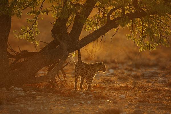 Marking Territory Bernd Wasiolka