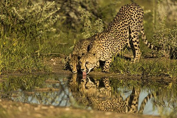 Mom Cub Bernd Wasiolka
