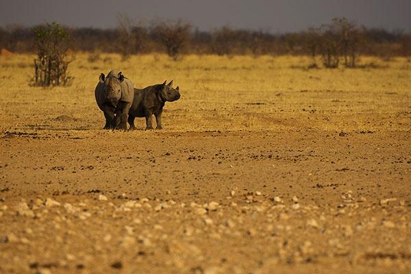 Rhino Mom Calf Bernd Wasiolka