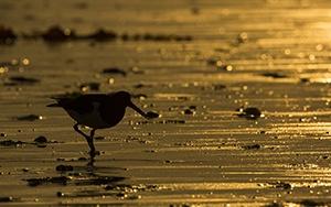 Austernfischer 2 cBernd Wasiolka wildphotolife