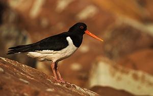 Austernfischer cBernd Wasiolka wildphotolife