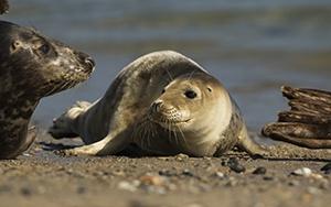 Robbe 3 cBernd Wasiolka wildphotolife