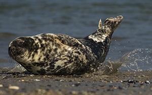 Robbe 4 cBernd Wasiolka wildphotolife