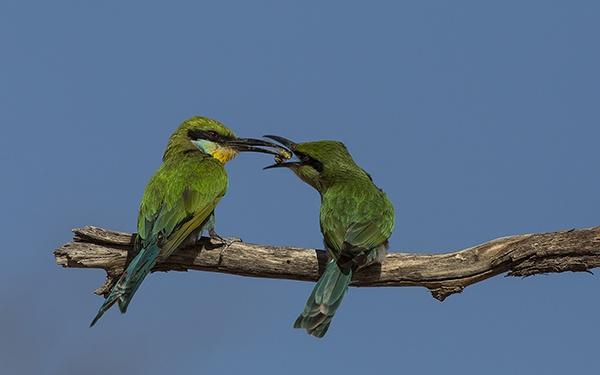 Feeding Time Bernd Wasiolka