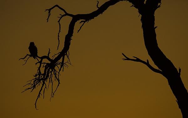Owl on Tree