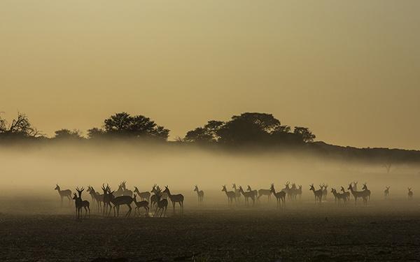 Springbok Herd