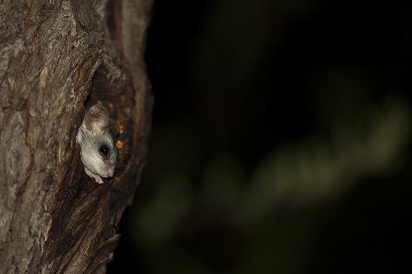 Tree Rat Bernd Wasiolka