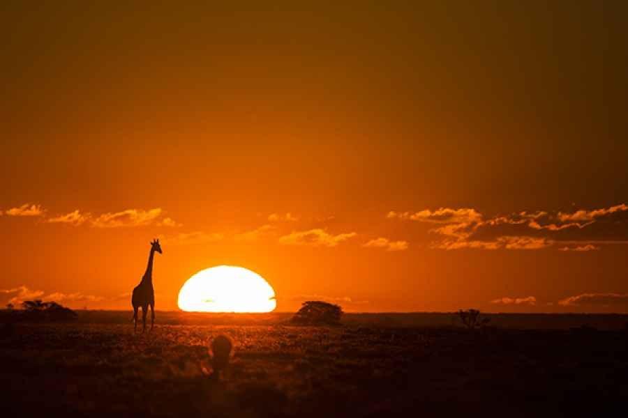 Giraffe at sunset