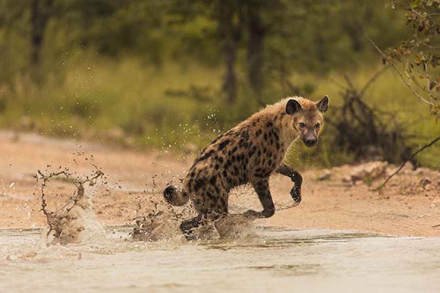 Hyena Water Fun