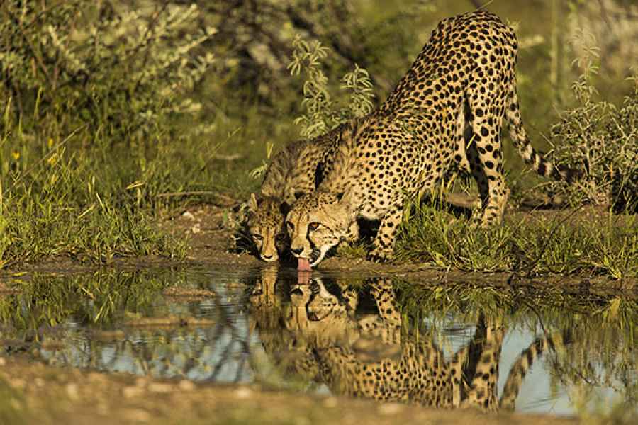 Mom & Cub