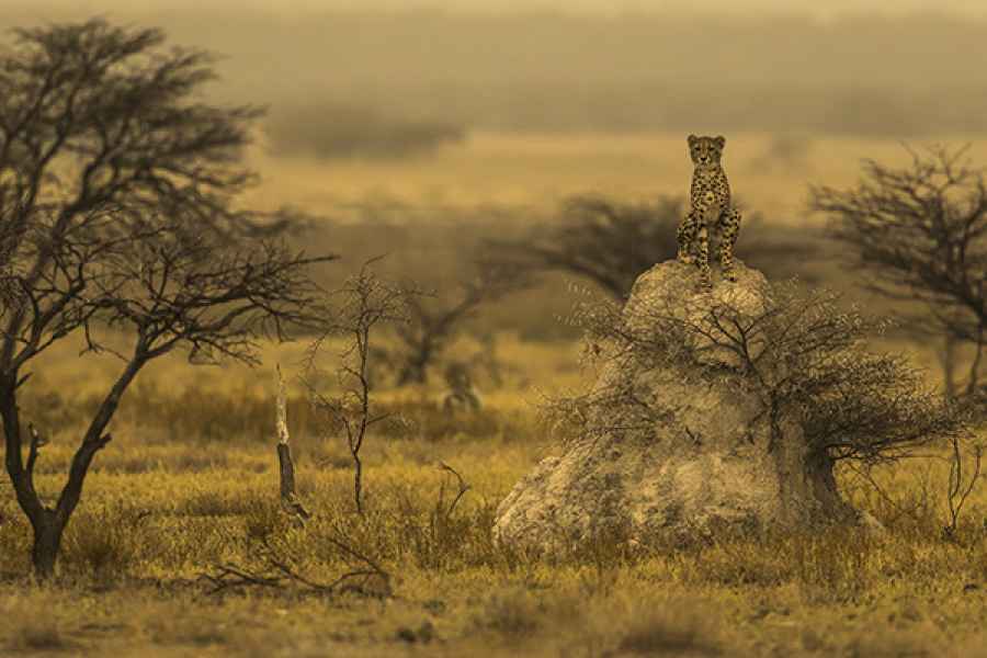 Cheetah youngsters