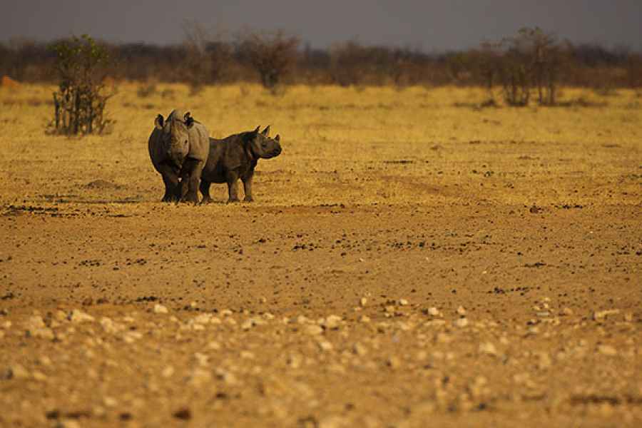 Rhino mom and calf
