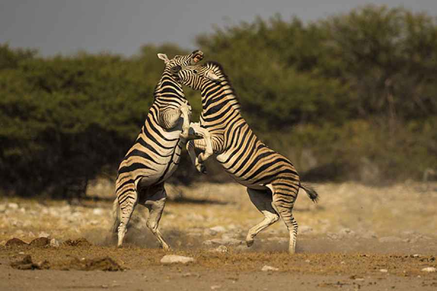 Zebra fight