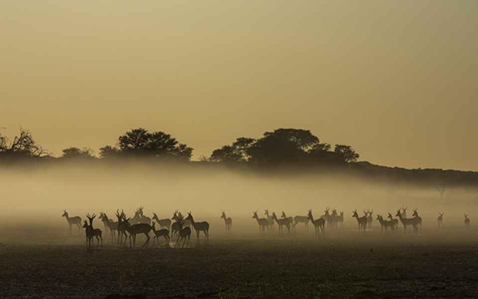 Springbuck herd