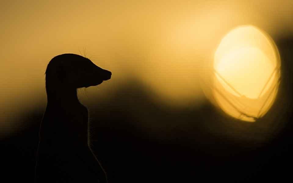 Suricate at sunset