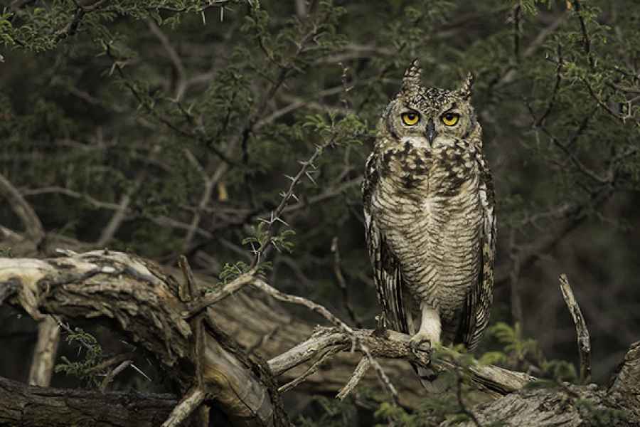 Spotted eagle owl