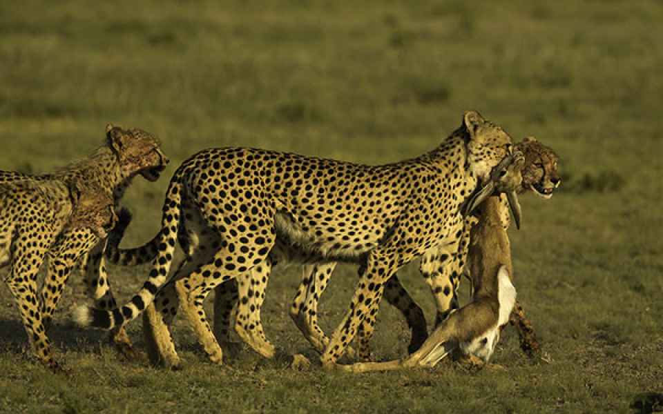 Cheetah with prey