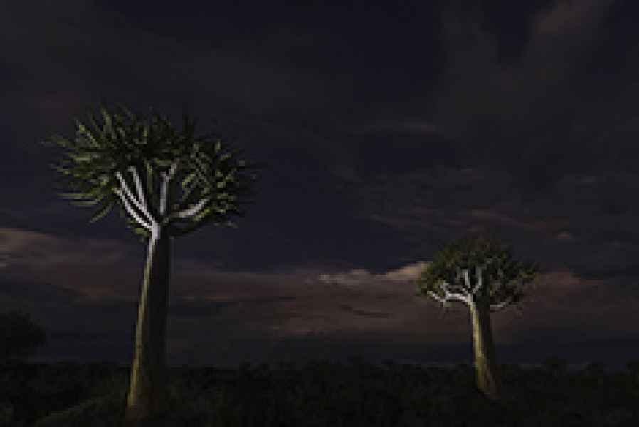 Quiver tree night