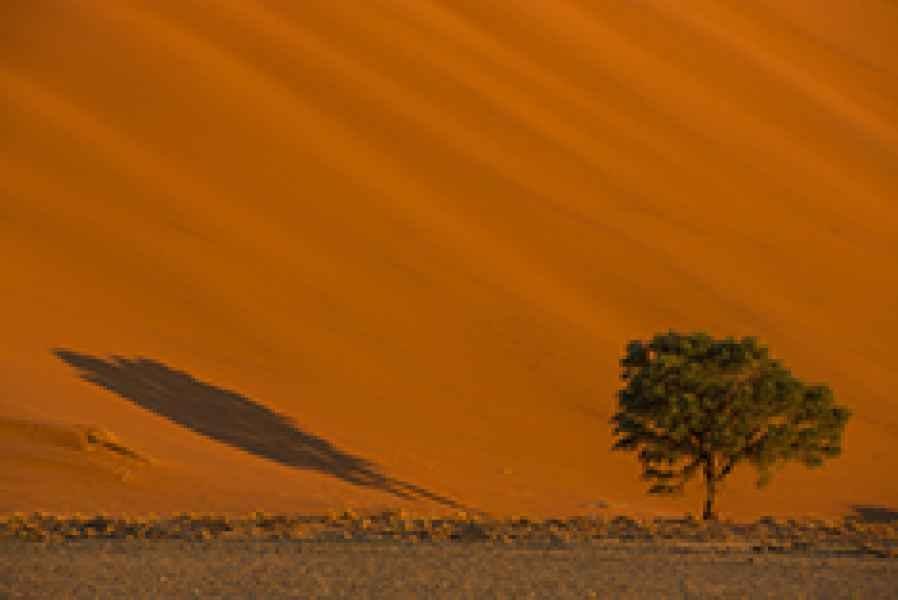 Sossusvlei tree shadow