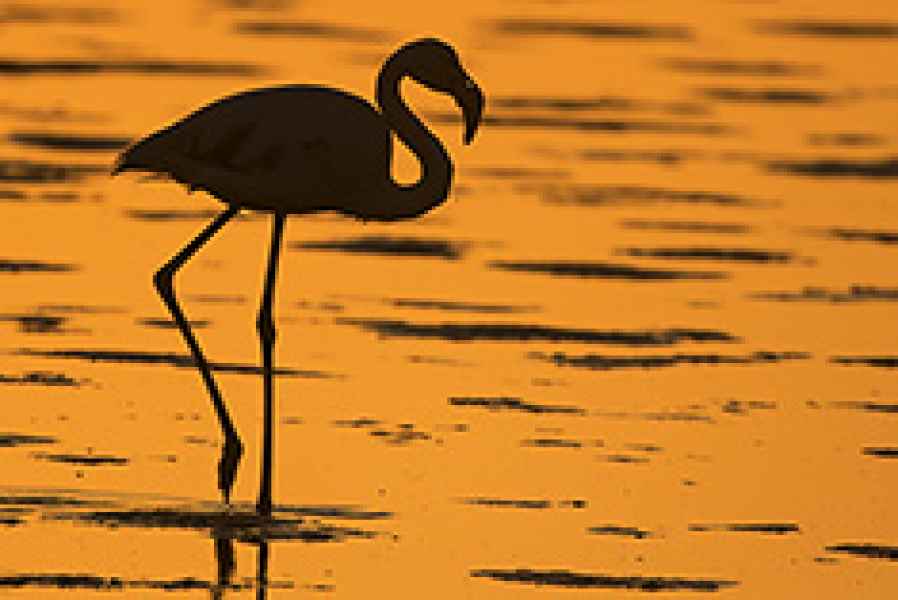 Flamingo at sunset