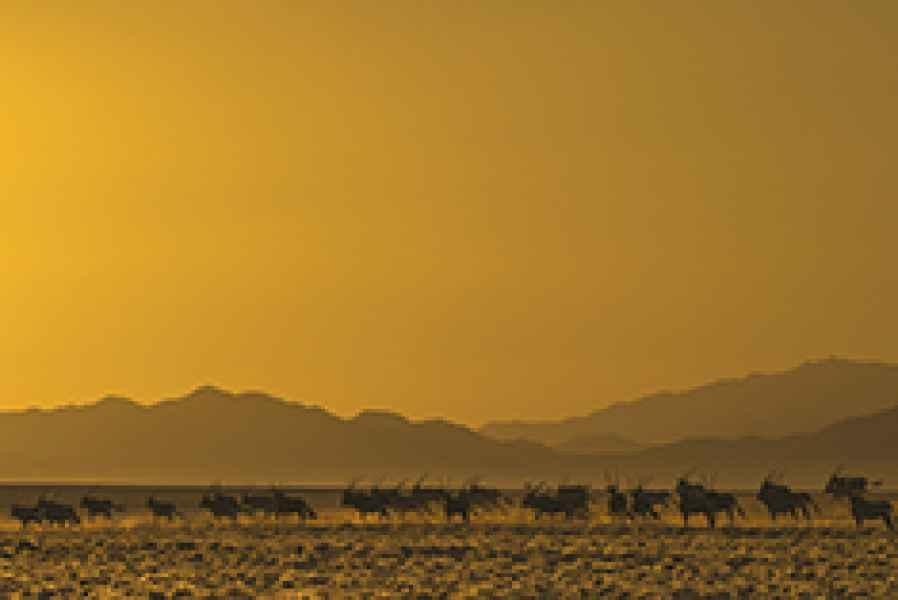 Namib oryx