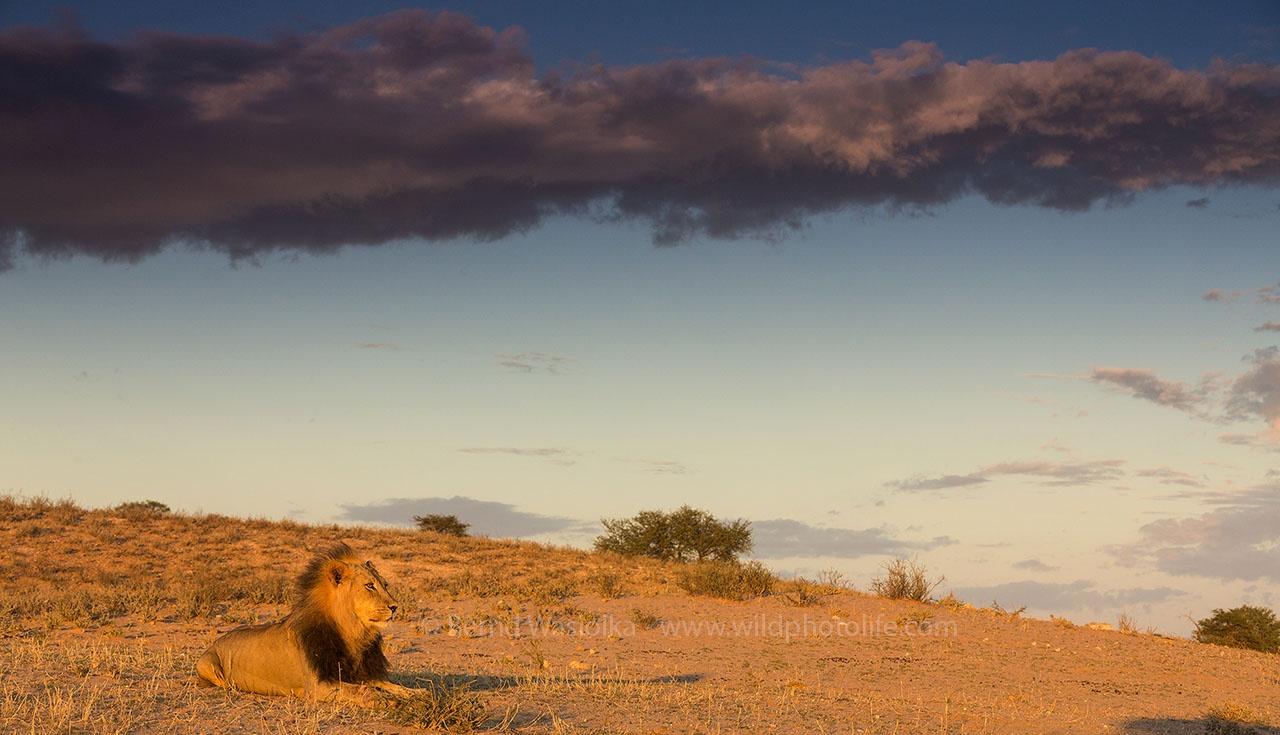 Lion resting Bernd Wasiolka