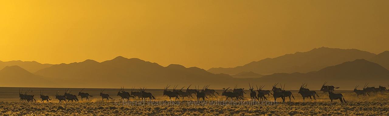 Gemsbok Herd Bernd Wasiolka