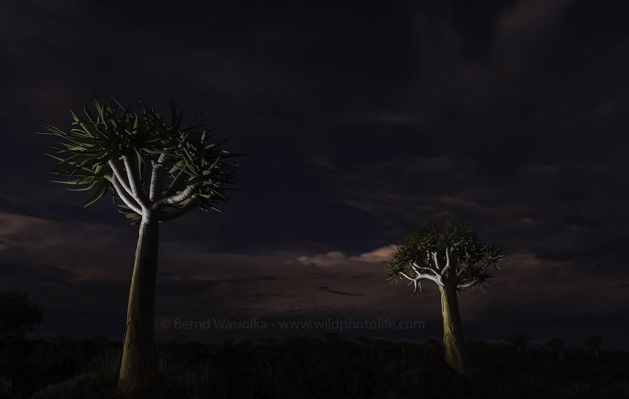 Quiver trees at night Bernd Wasiolka