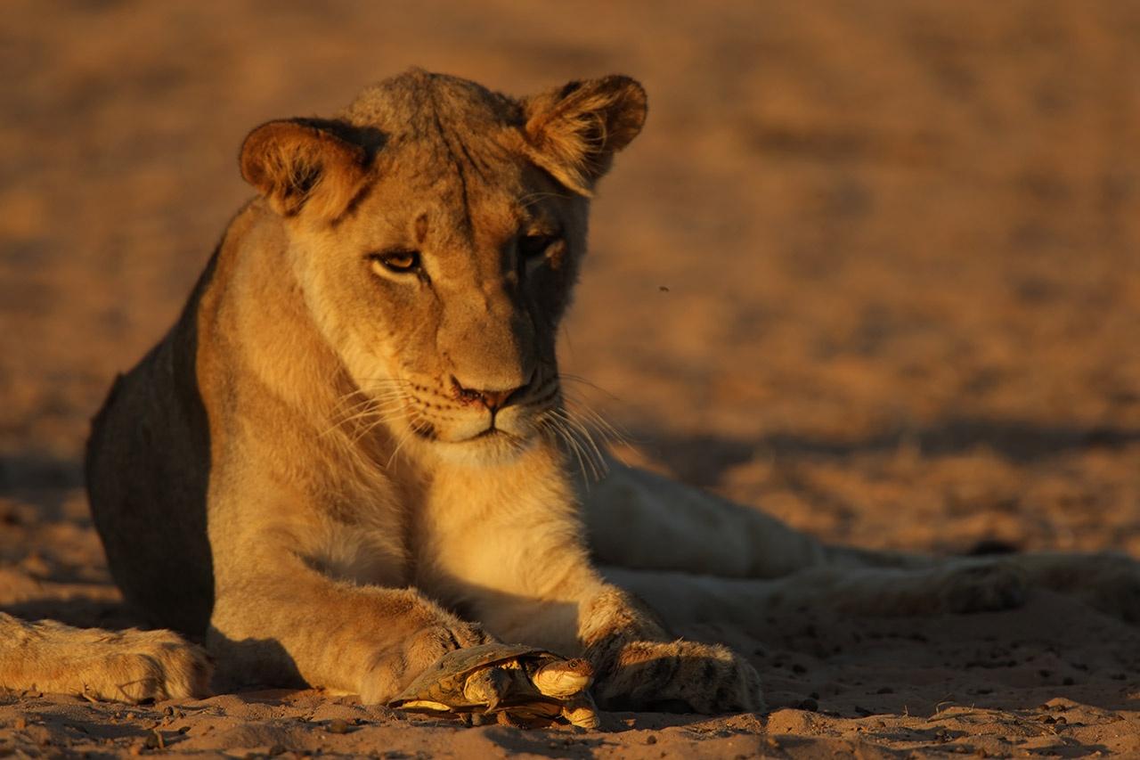 Lion surprise dinner Kalahari cBernd Wasiolka