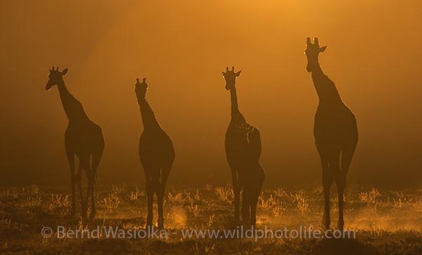 into_the_sunset_bernd_waisolka