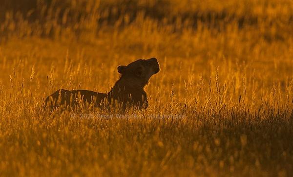 lioness_in_high_grass-prints_bernd_waisolka_530964571