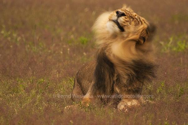 shake_your_mane_bernd_wasiolka