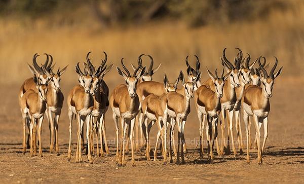 springbok_herd_bernd_waisolka