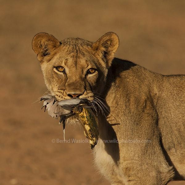 surprise_meal_bernd_wasiolka