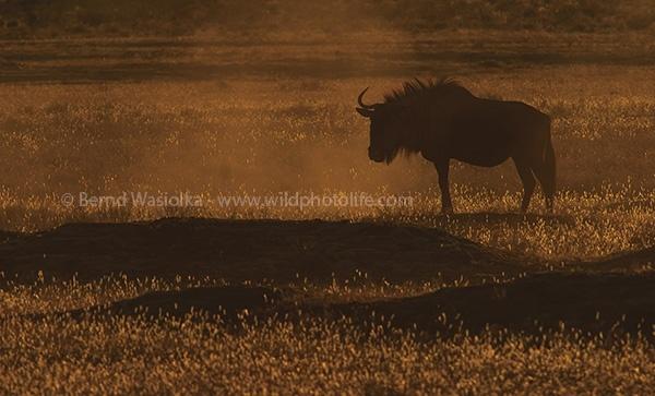 wildebeest_at_sunset_bernd_wasiolka