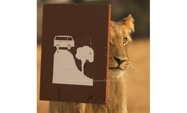 lion__sign_bernd_waisolka