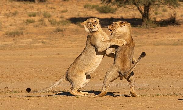 lion_play_fight_bernd_waisolka_1382127864