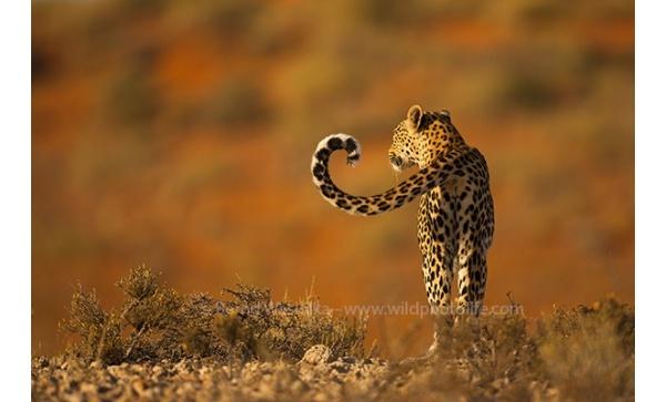 lookout_bernd_waisolka