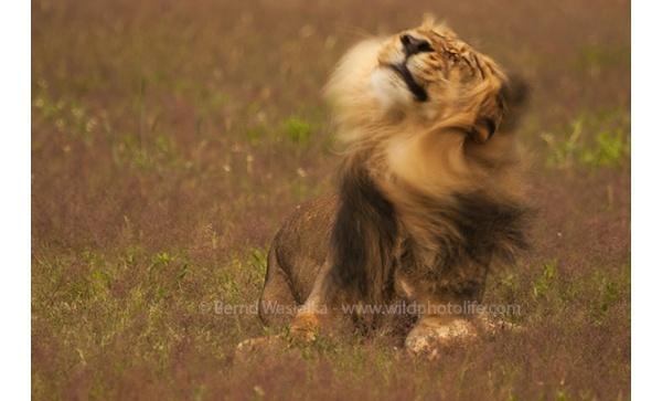 shake_your_mane_bernd_wasiolka
