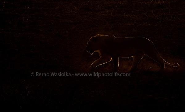shaped_by_light_bernd_wasiolka