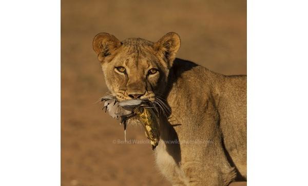 surprise_meal_bernd_wasiolka